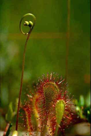 fleischfressende Pflanze, Drosera rotundifolia